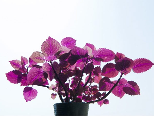 花卉攤位租賃-興隆花卉示范園為您普及室內養植物的好處。